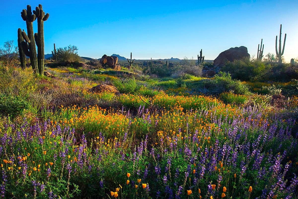 Desert wildflowers blooming in the Sonoran landscape near Scottsdale luxury communities